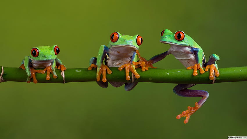 Red eyed tree frog HD wallpaper