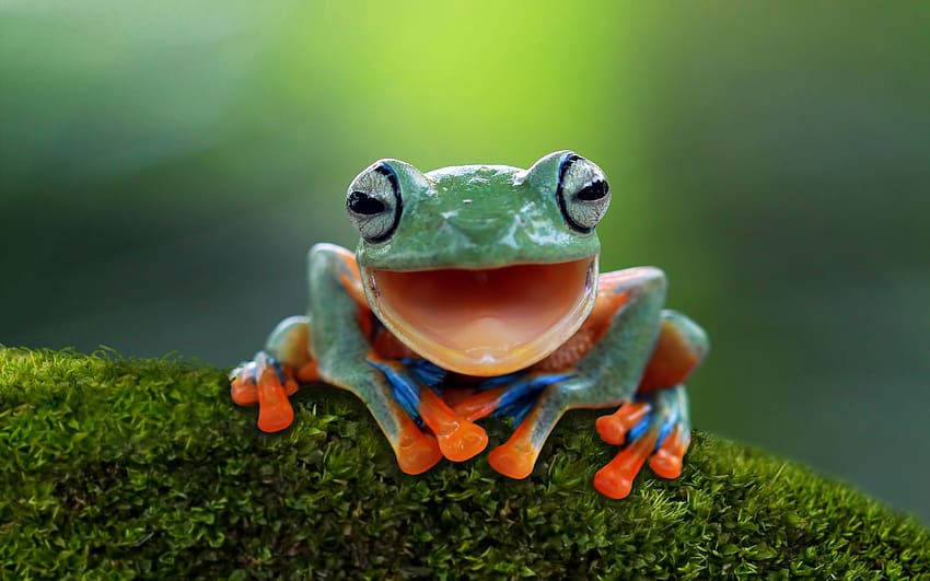 smiling frog HD wallpaper