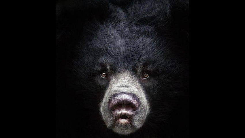 Bear Cute 29, black bears HD wallpaper