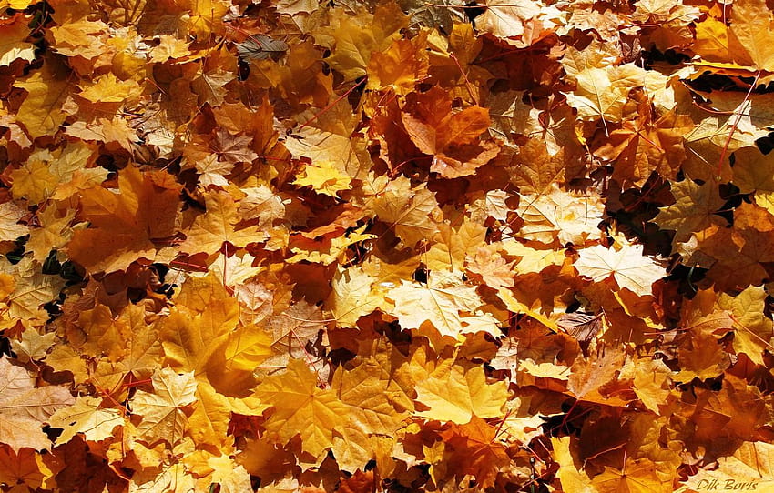foglie, tappeto, oro, foglie cadenti per, foglie cadenti dorate Sfondo HD