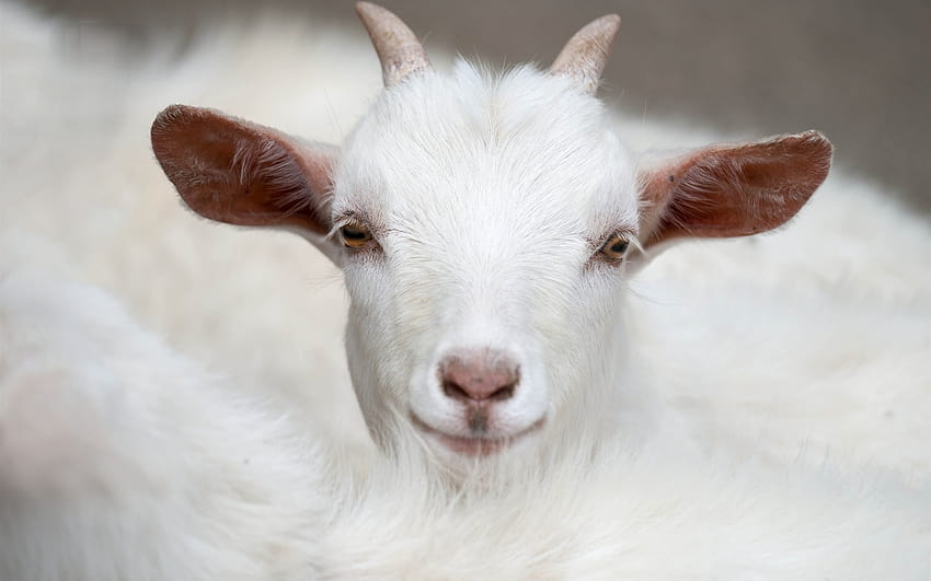 White goat front view 640x1136 iPhone 5/5S/5C/SE , background HD wallpaper  | Pxfuel