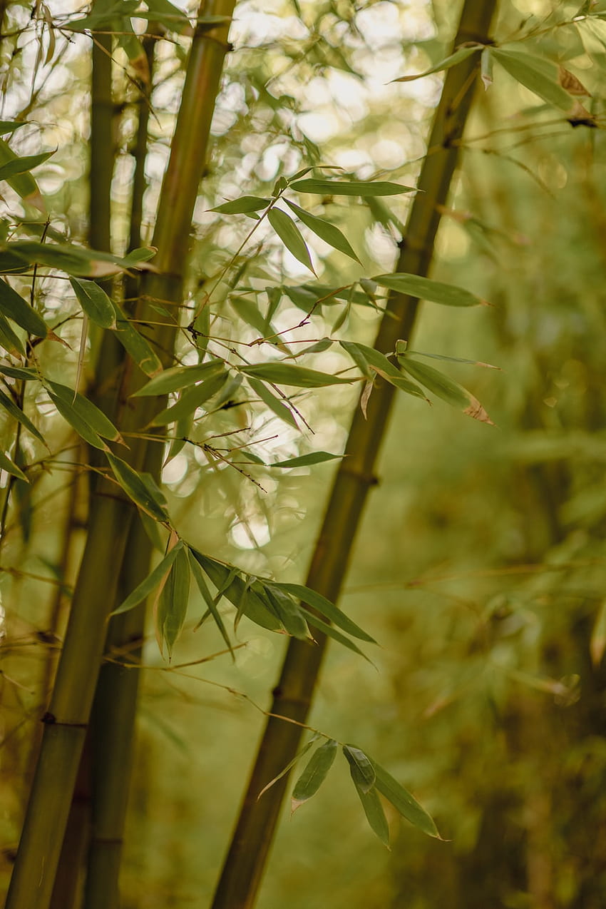 10 Bamboo, bamboo tree HD phone wallpaper