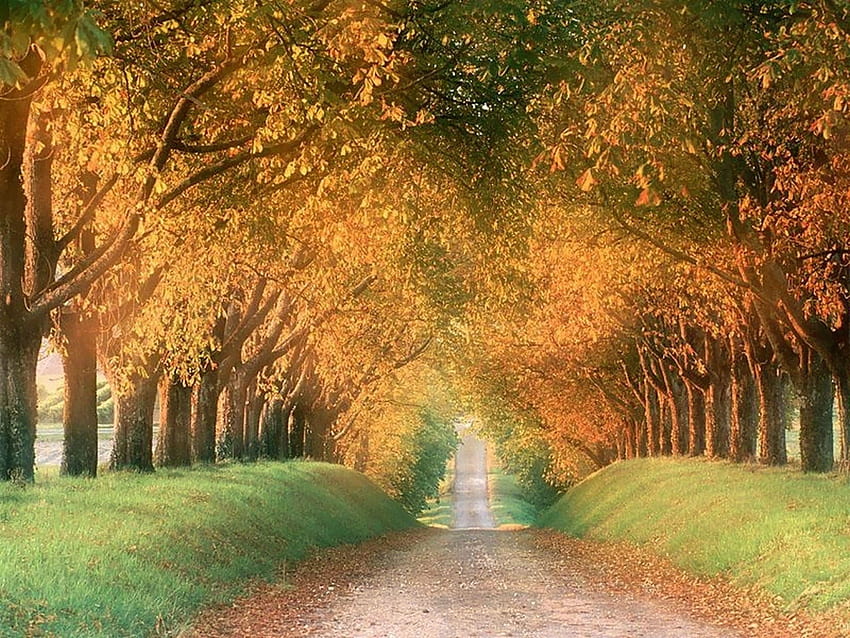Hilly Autumn Avenue HD wallpaper