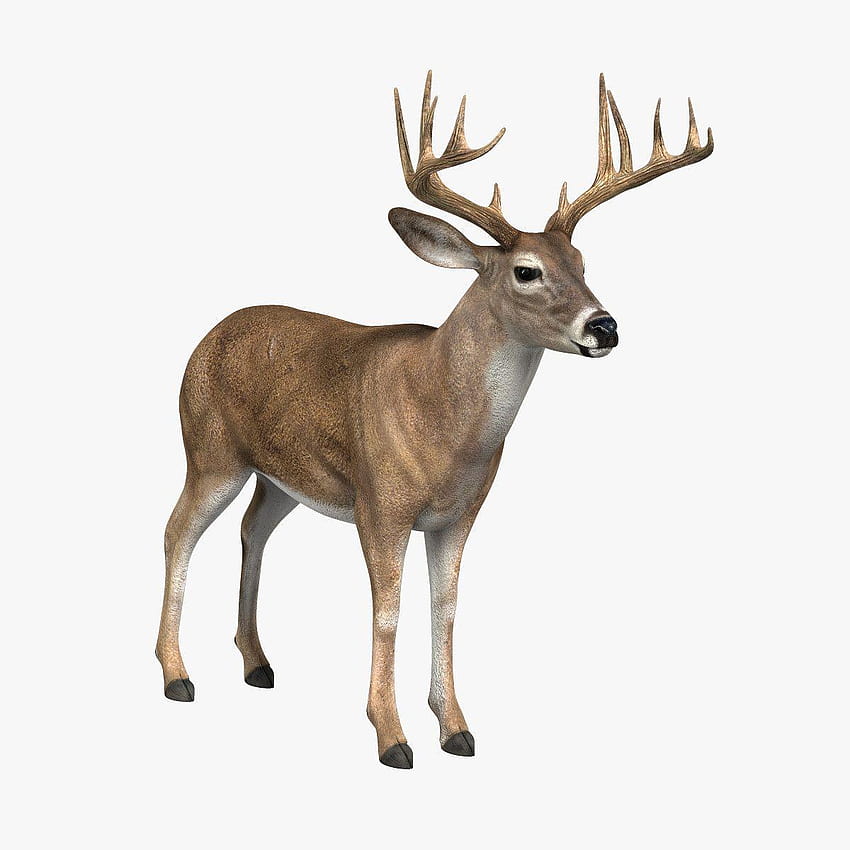 Deer White Backgrounds, deer background HD phone wallpaper