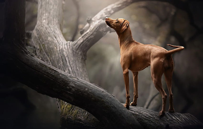 ธรรมชาติ แต่ละ ต้นไม้ สุนัข หมวด собаки, vizsla วอลล์เปเปอร์ HD