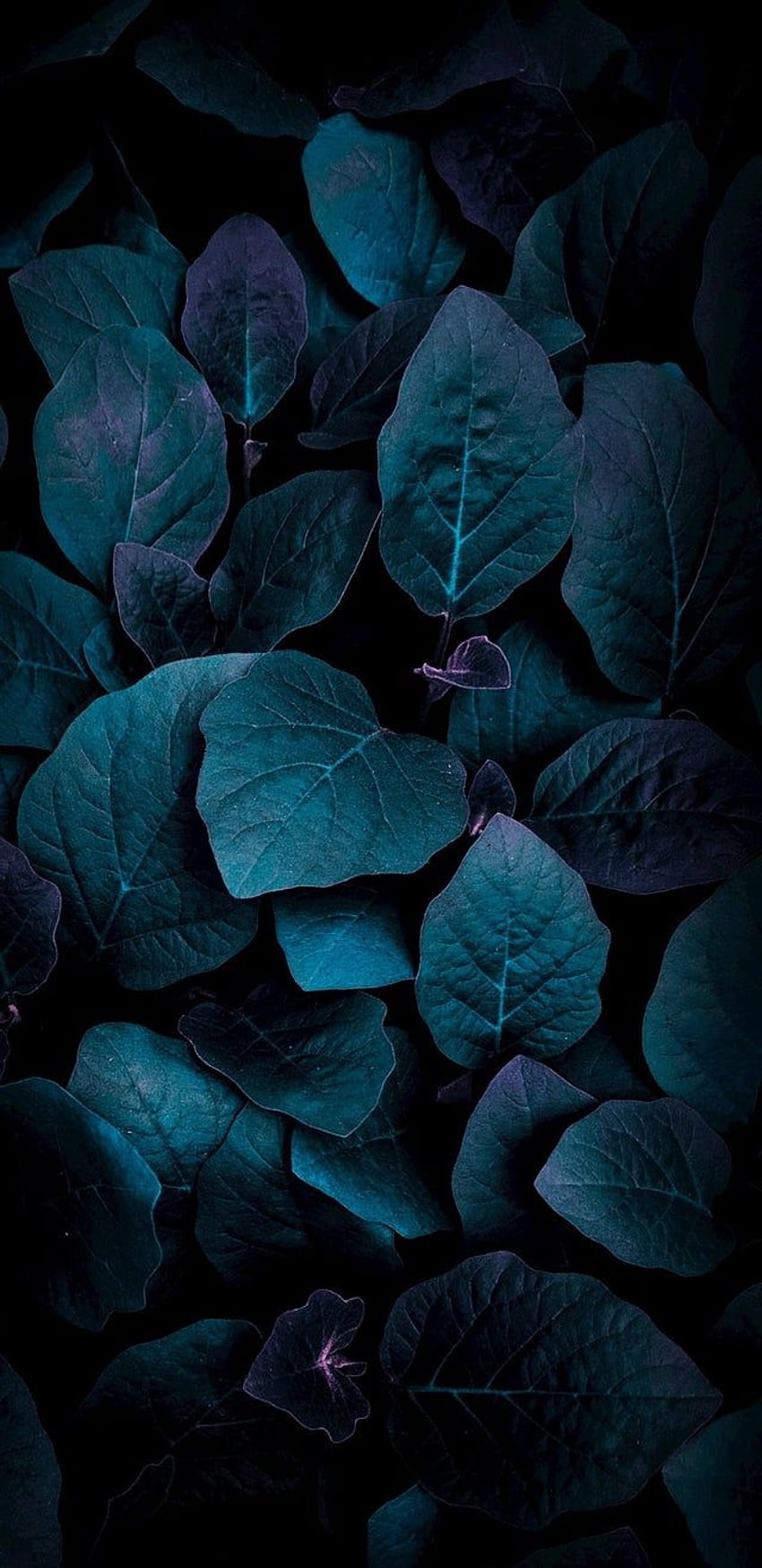 Bleu, Feuille, Turquoise, Plante, Fleur, Organisme, blue leaves Fond d'écran de téléphone HD