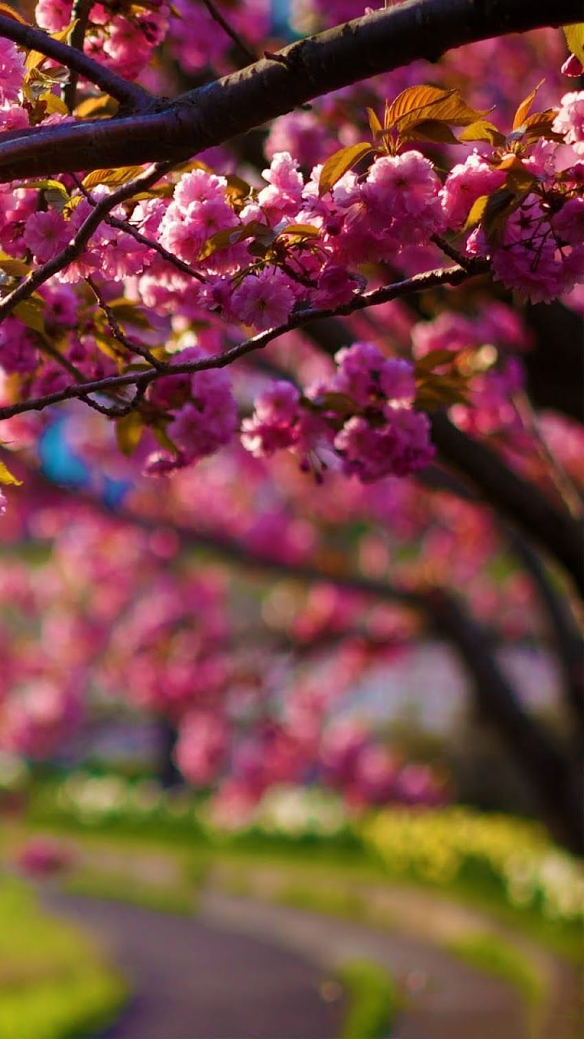 Galaxy Note : Spring Purple Flowers Tree Alley Bokeh Galaxy Note, vertical spring HD phone wallpaper