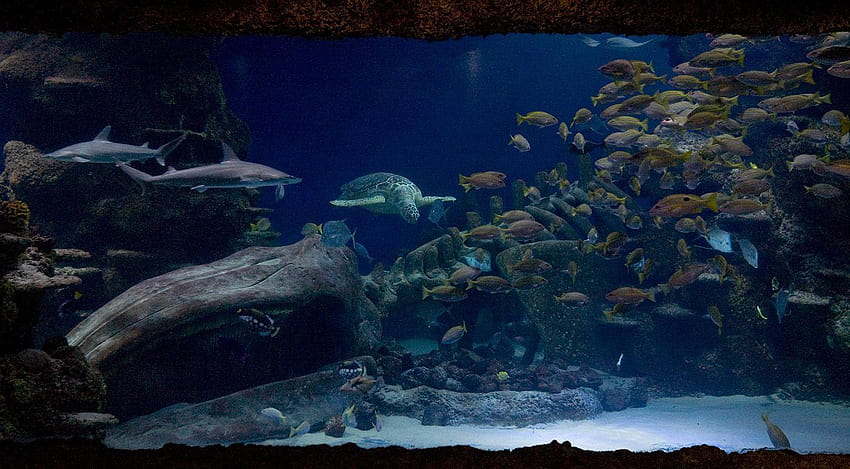 Lindon Aquarium, sea life london aquarium HD wallpaper