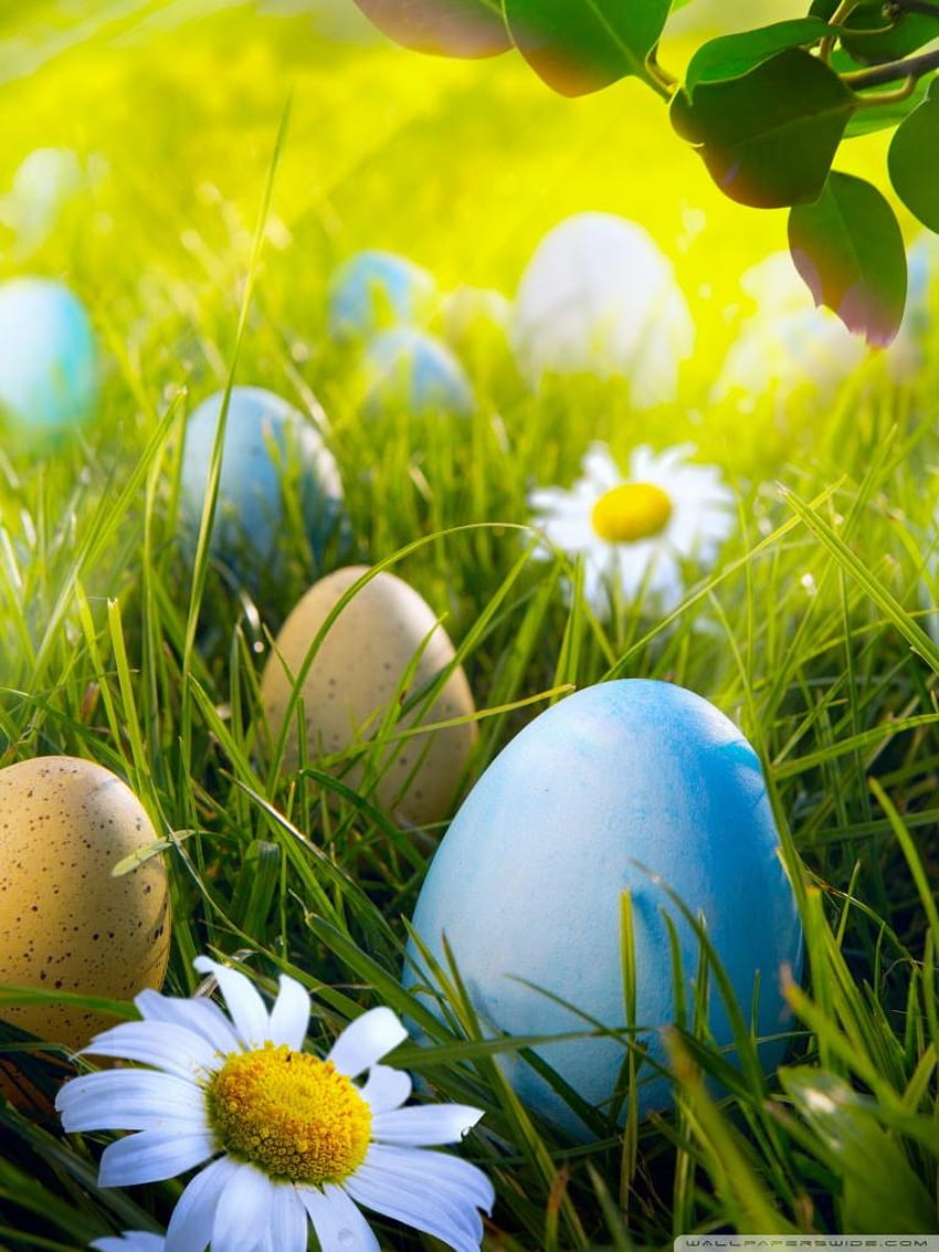Easter Egg Hunt Ultra Backgrounds for U, easter iphone 6 HD phone wallpaper