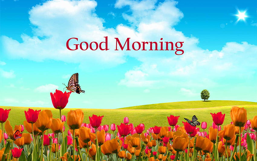 15 Good Morning Flowers Pics Here, nature good morning HD wallpaper ...