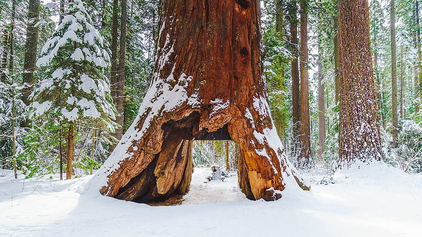 The Death of the Tunnel Tree, sequoia winter HD wallpaper