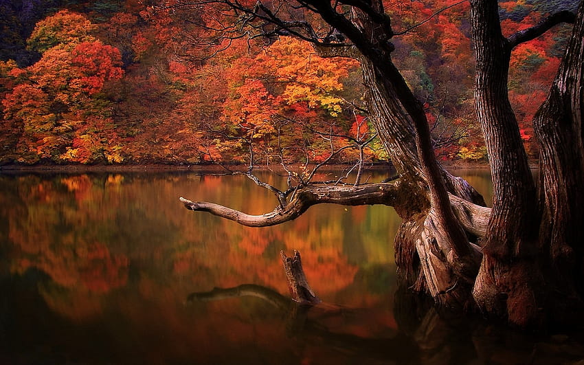 531731 езеро падане гора мъртви дървета отражение природа Южна Корея пейзаж цветни дървета вода тъжна тъга, есен Южна Корея HD тапет