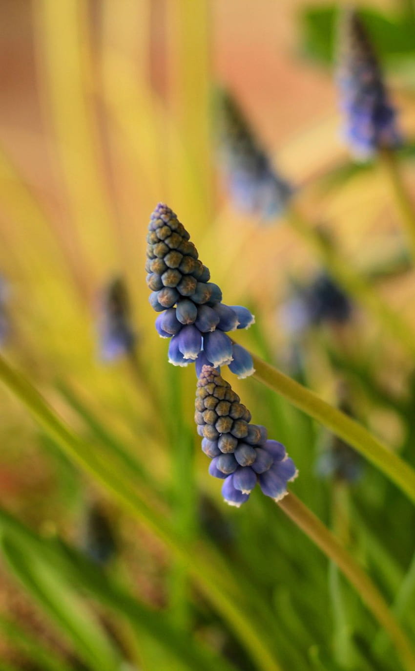 950x1534 Muscari, Hyazinthe, blaue Blumen, gelbe Hyazinthenblumen HD-Handy-Hintergrundbild