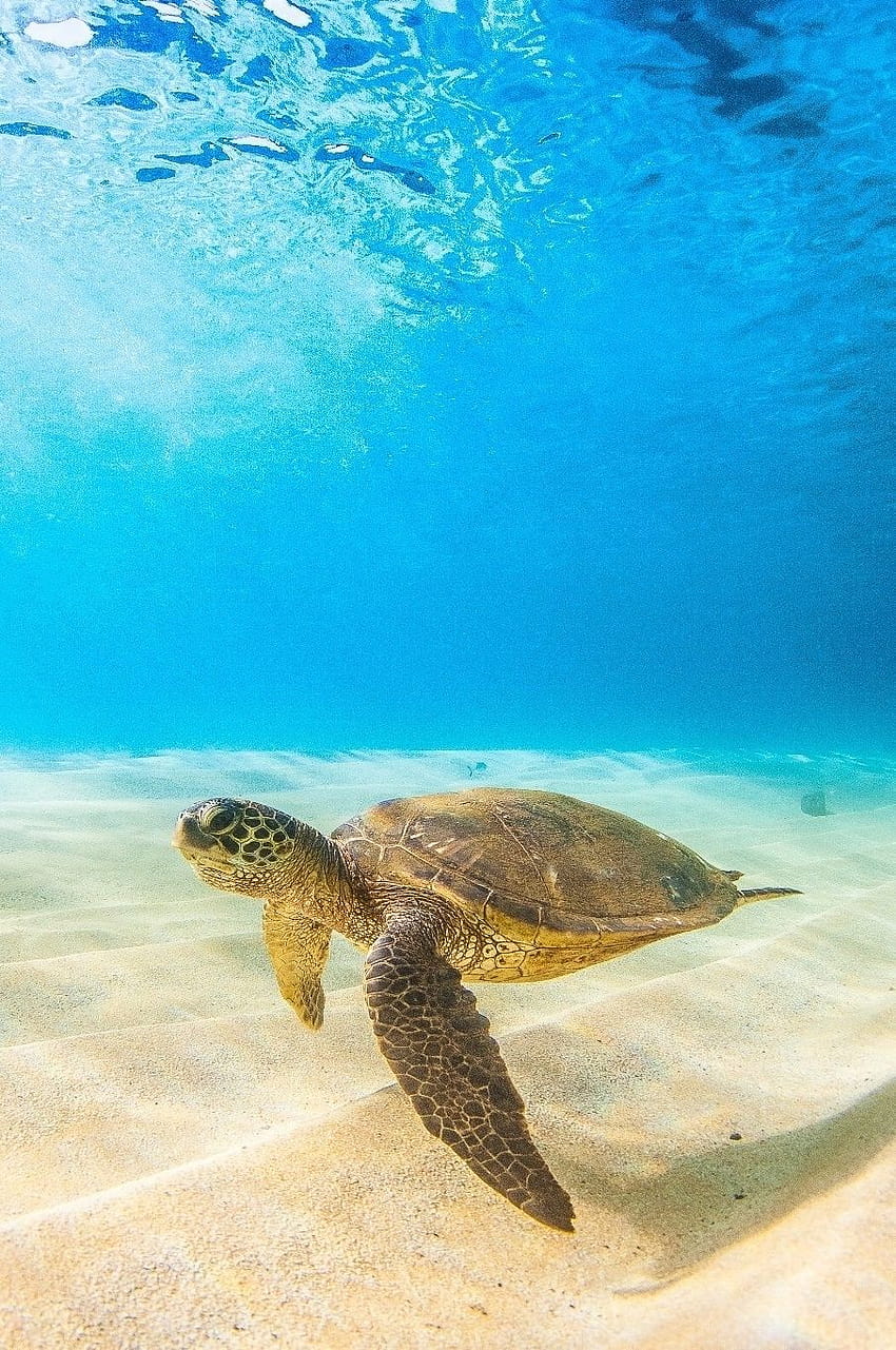0ce4n, save the turtle HD phone wallpaper