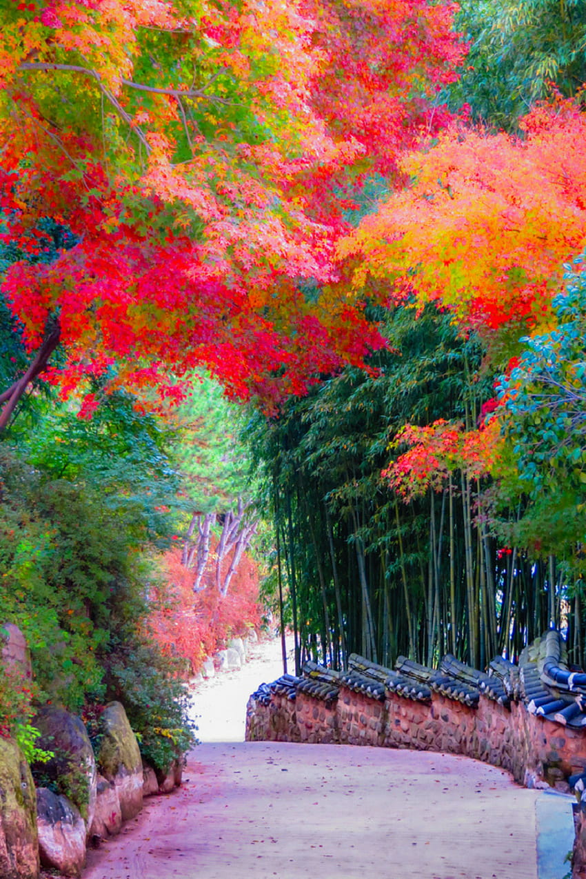 Warna luar biasa dari Korea Selatan selama musim gugur. Hanya satu dari sekian banyak hal indah untuk dilakukan dan dilihat di t…, musim gugur korea selatan wallpaper ponsel HD