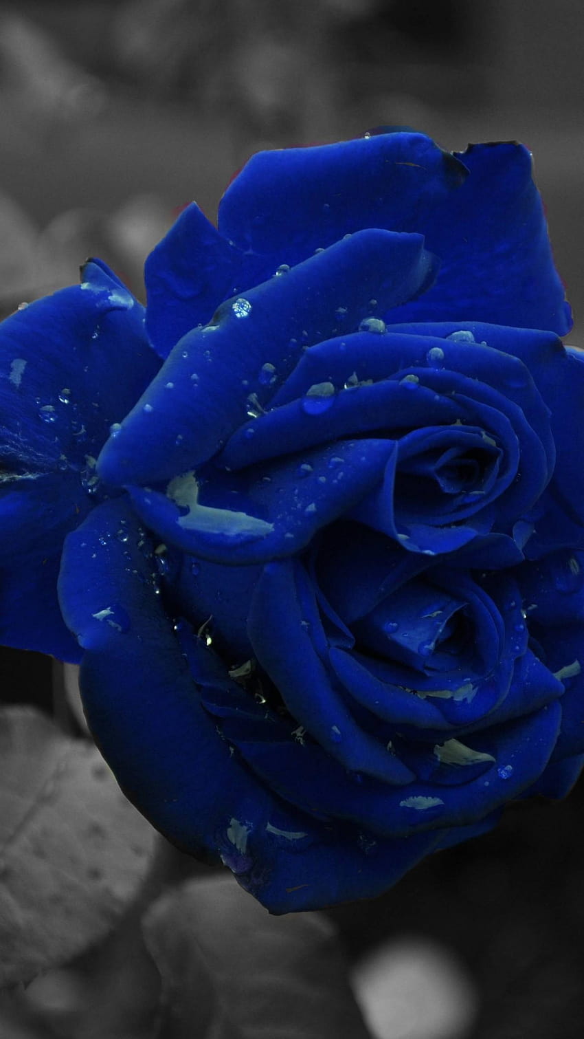6 Blue Roses, jio mobile flower HD phone wallpaper | Pxfuel