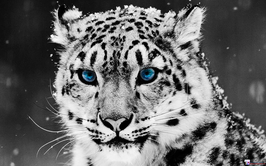 Tigre blanco y negro, retrato de tigre fondo de pantalla