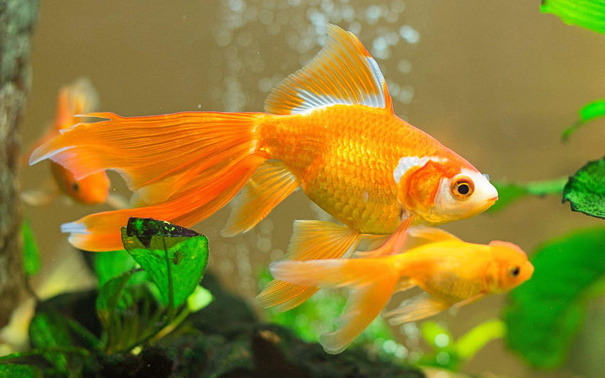 Goldfish, gold fish HD wallpaper | Pxfuel