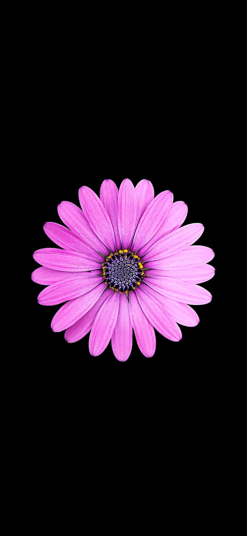 Margarida roxa Amoled em 2020, flor voilet amoled Papel de parede de celular HD