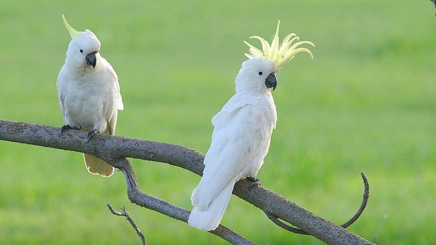 Cockatoo Group with 54 items HD wallpaper | Pxfuel