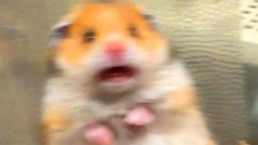 Memes, die deinem Hamster Angst machen HD-Hintergrundbild
