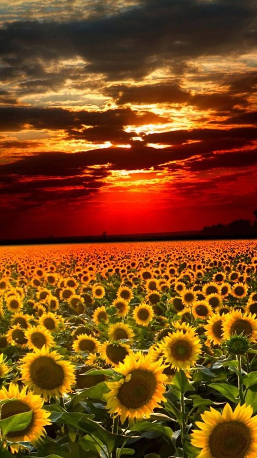 Best cyan iPhone 8, sunflower aesthetic sunset HD phone wallpaper