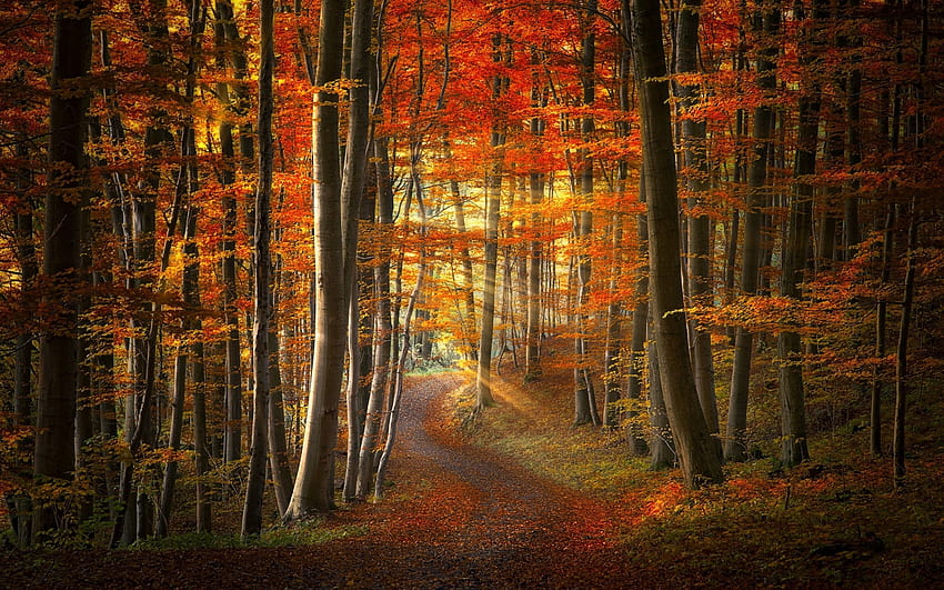 : 2500x1563 px, colorful, fall, forest, landscape, leaves, nature, path, road, sun rays, sunlight, sunrise, trees 2500x1563, colorful path autumn fall trees forest HD wallpaper