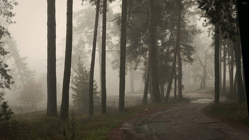 Foggy forest [3], rainy foggy forest HD wallpaper