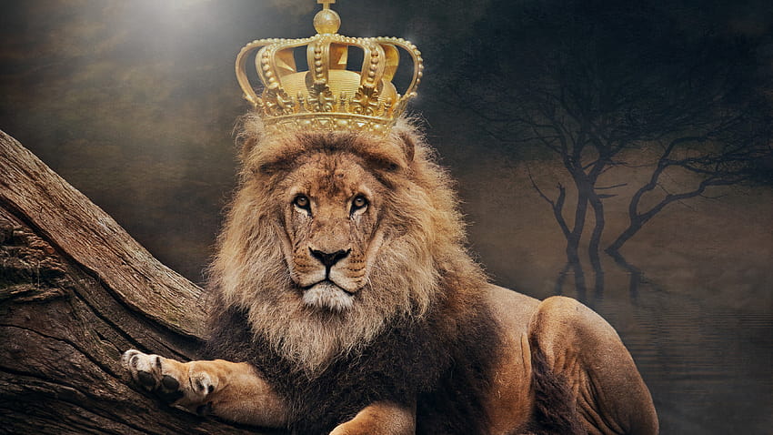Lion, king, crown 3840x2160 U , king crown HD wallpaper