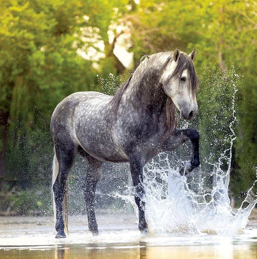 Bel cavallo spagnolo grigio dapple che si diverte a sguazzare nell'acqua., cavallo grigio dapple Sfondo del telefono HD