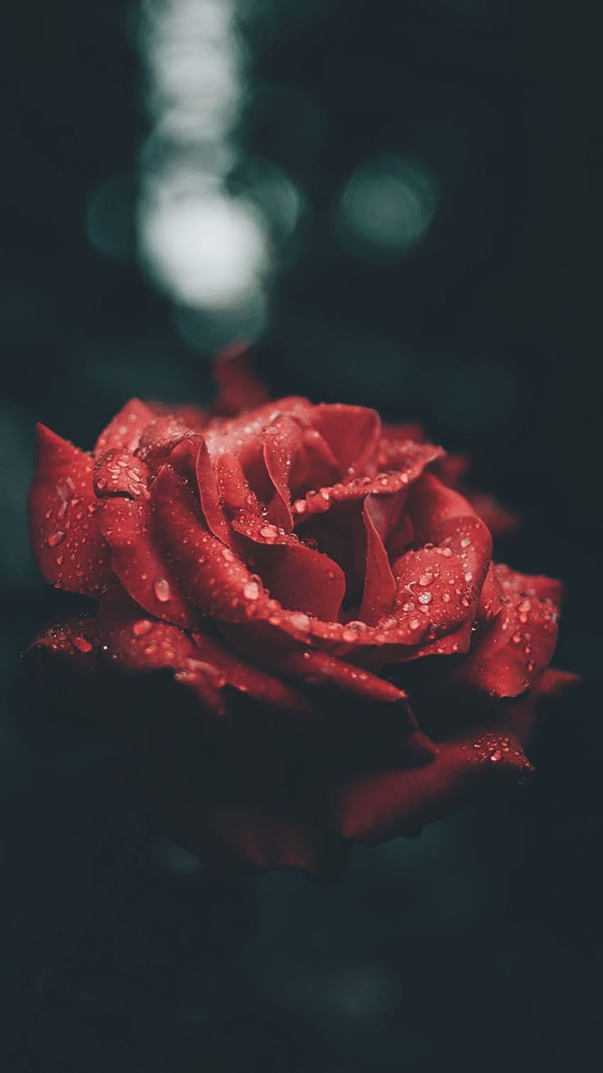 Beautiful Roses Backgrounds ...pinterest, tumblr rose HD phone wallpaper