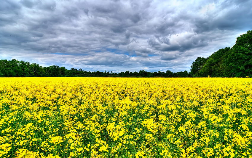 Beautiful canola flowers field, trees, clouds 2880x1800, yellow canola field HD wallpaper