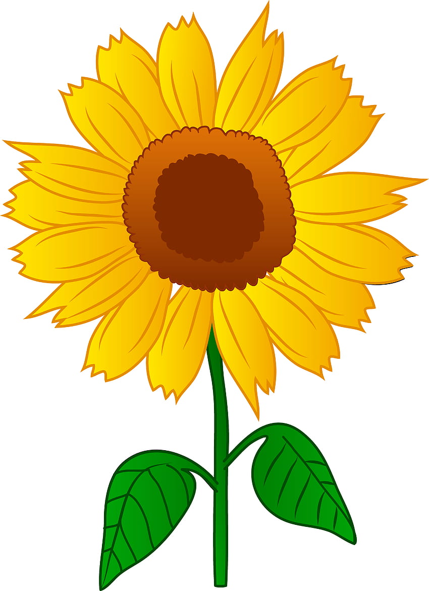 Cartoon Sunflower, Cartoon Sunflower png , ClipArts on Clipart Library, ひまわり 漫画 HD電話の壁紙