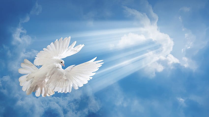 White dove, blue sky, clouds 3840x2160 U , white doves HD wallpaper