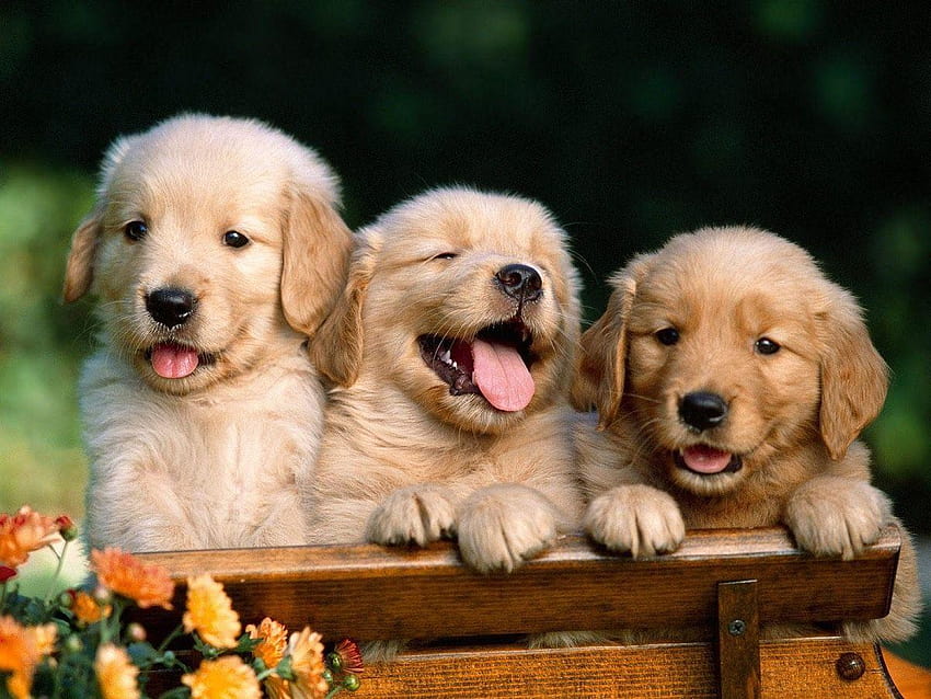 Cute Puppy, puppies cute HD wallpaper | Pxfuel
