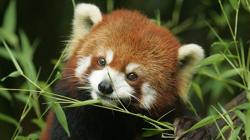 184 Panda roux, pandas roux Fond d'écran HD