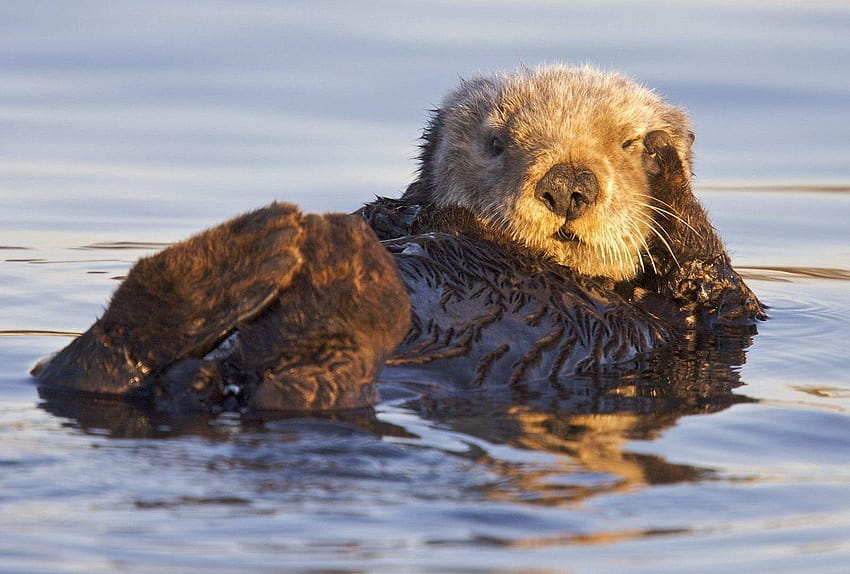 Animals: Sanctuary Corps California Marines Bay Otters Monterey HD wallpaper