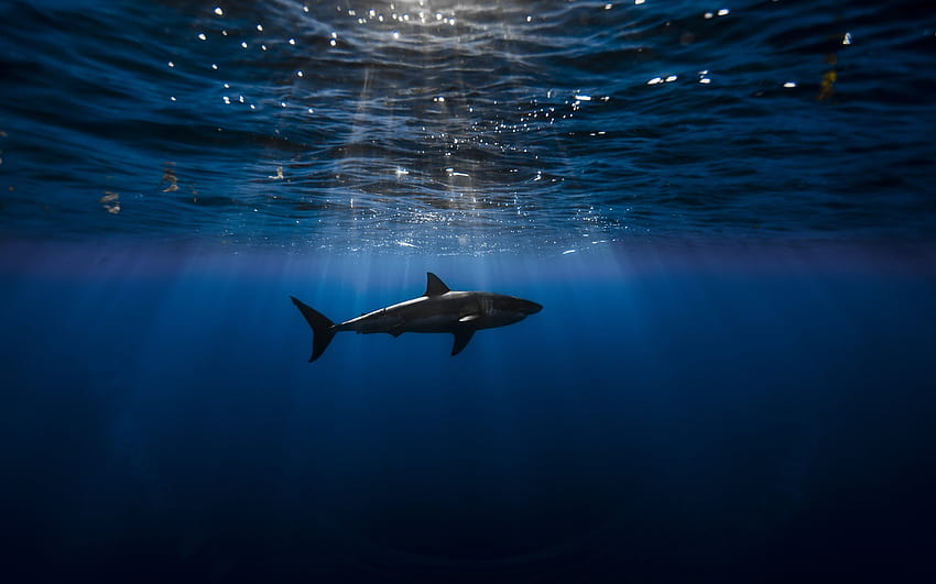Underwater of a Shark [2560x1600] : r/, scary underwater HD wallpaper