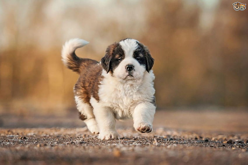 ข้อมูลสุนัขพันธุ์เซนต์เบอร์นาร์ด คำแนะนำในการซื้อ และข้อเท็จจริง ลูกสุนัขเซนต์เบอร์นาร์ด วอลล์เปเปอร์ HD