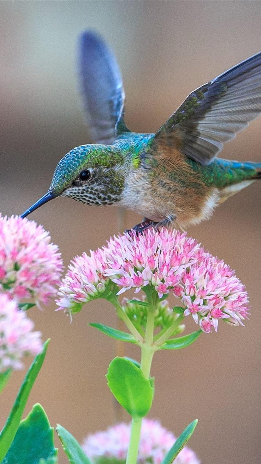 Hummingbirds and pink flowers 750x1334 iPhone 8/7/6/6S, hummingbird and roses HD phone wallpaper