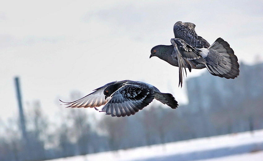 Zwei fliegende Taubener, Taube mit Herz HD-Hintergrundbild