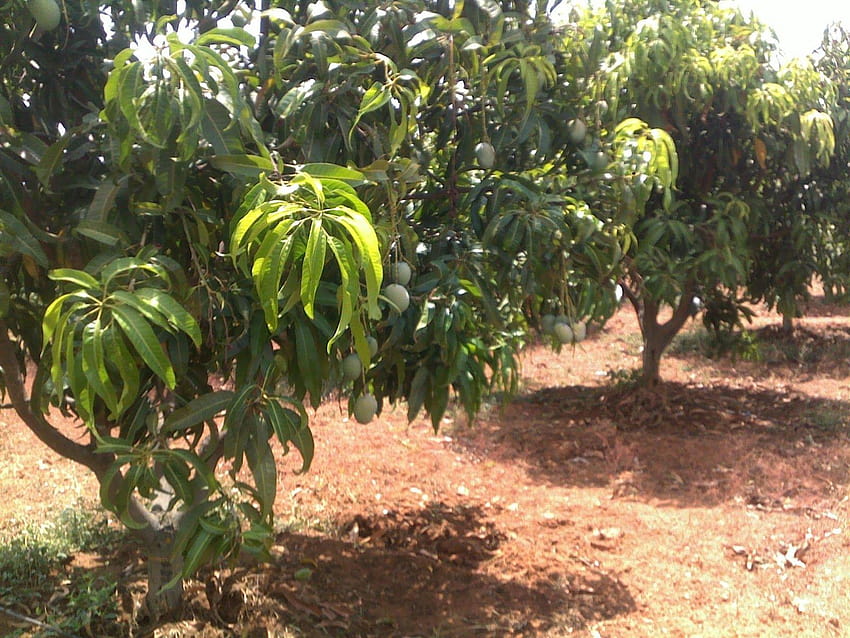 Techie2Aggie: aggiornamento sulla visita di irrigazione Jain, Udumalpet TN, albero di mango alfanso pieno Sfondo HD