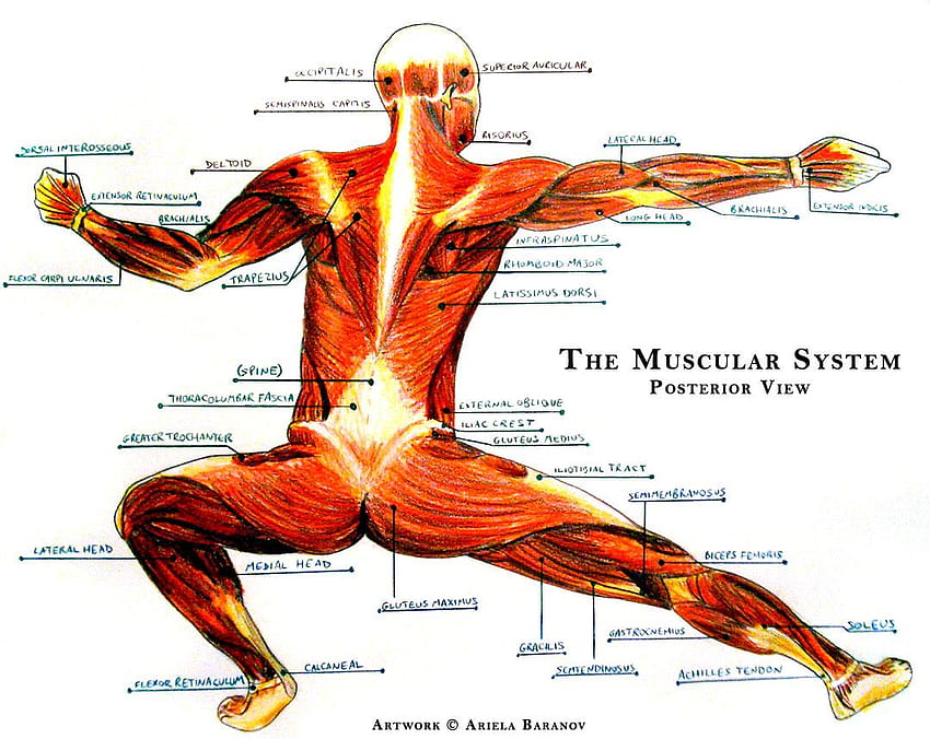 Best 4 Muscular System on Hip HD wallpaper