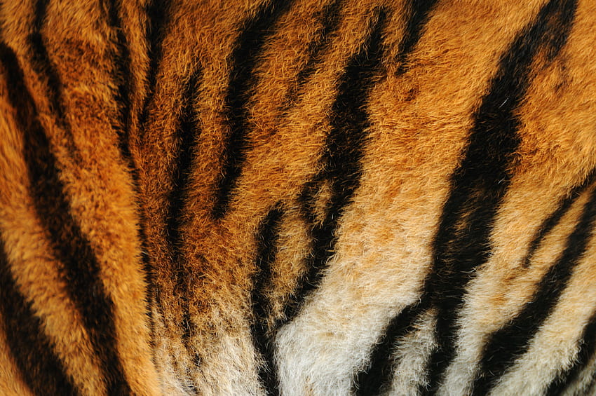 Pin en, tiger print HD wallpaper | Pxfuel