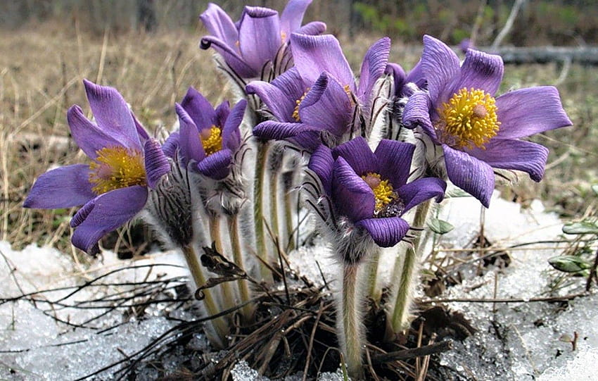 Blumen: Purpur Schnee Winterblumen Liebe Purple Flower, Küchenschelle HD-Hintergrundbild