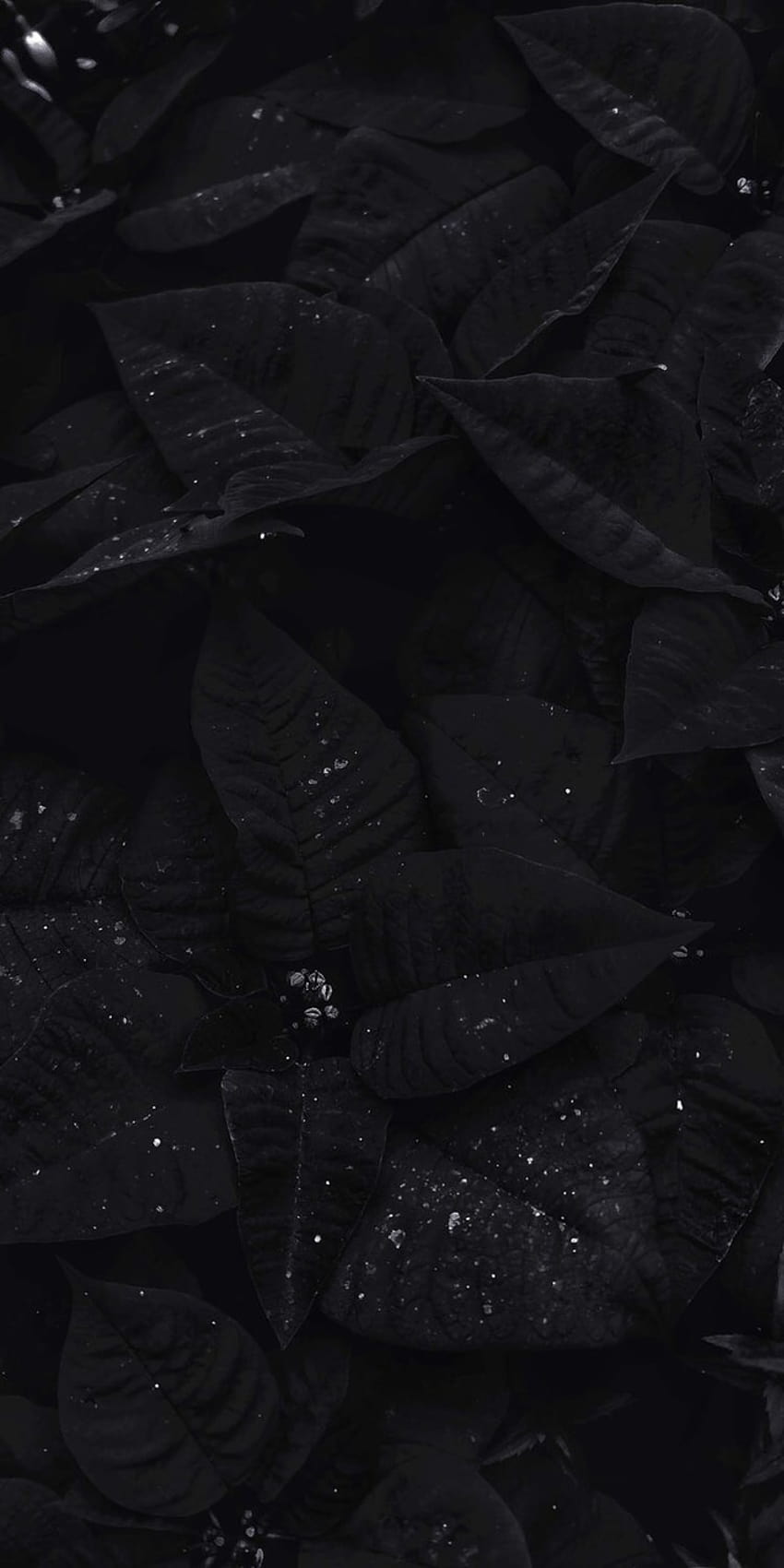 서리가 내린 검은 잎, 미적 어두운 잎 HD 전화 배경 화면
