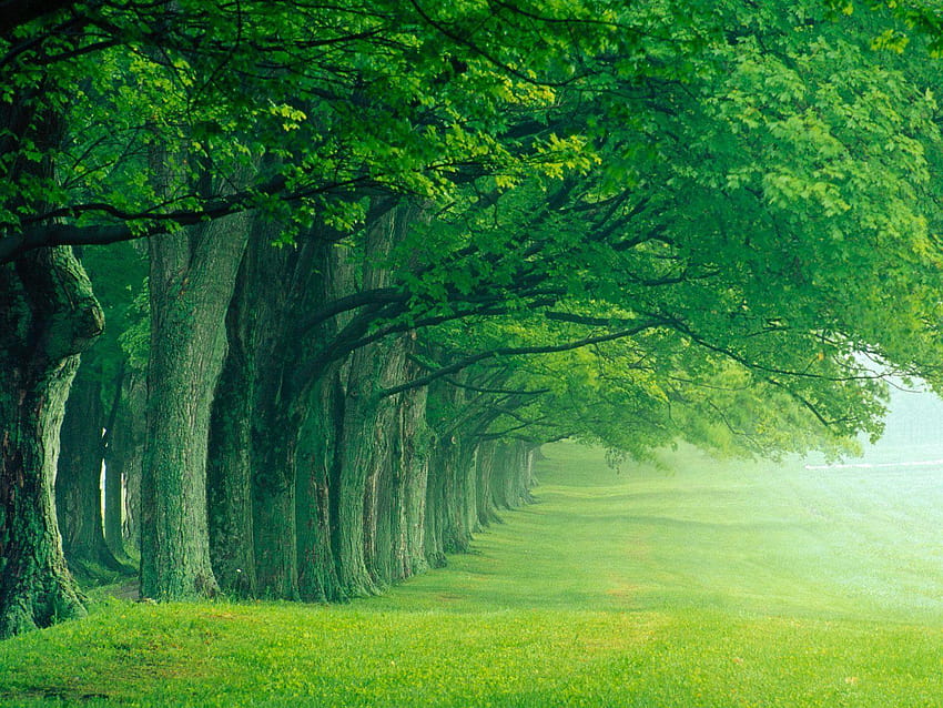 1760 Forest, forest background HD wallpaper