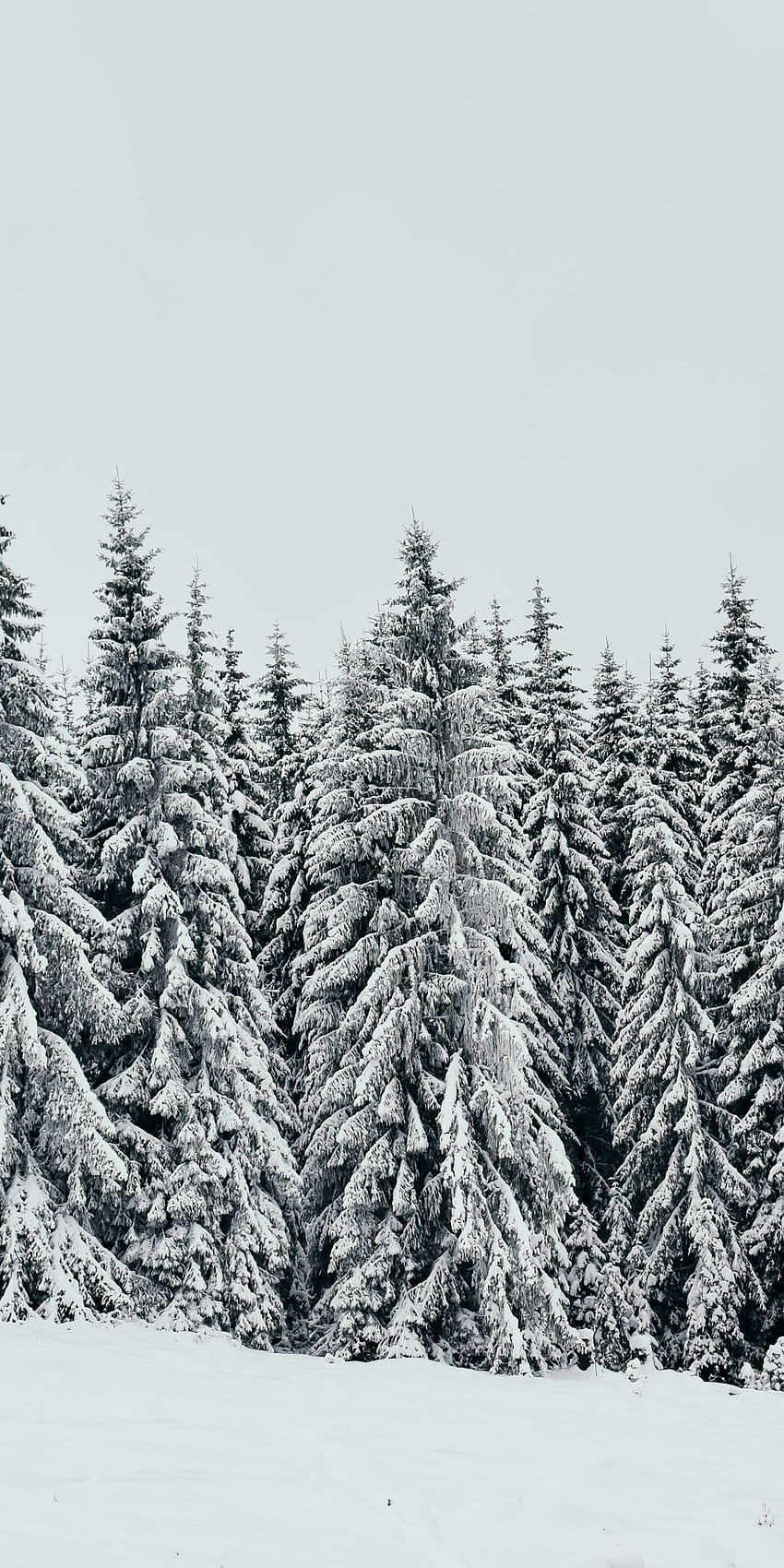 White, snow layer, pine trees, nature, 1080x2160, winter pine trees HD phone wallpaper