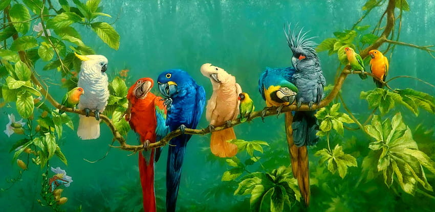 Burung Tropis, burung eksotis Wallpaper HD