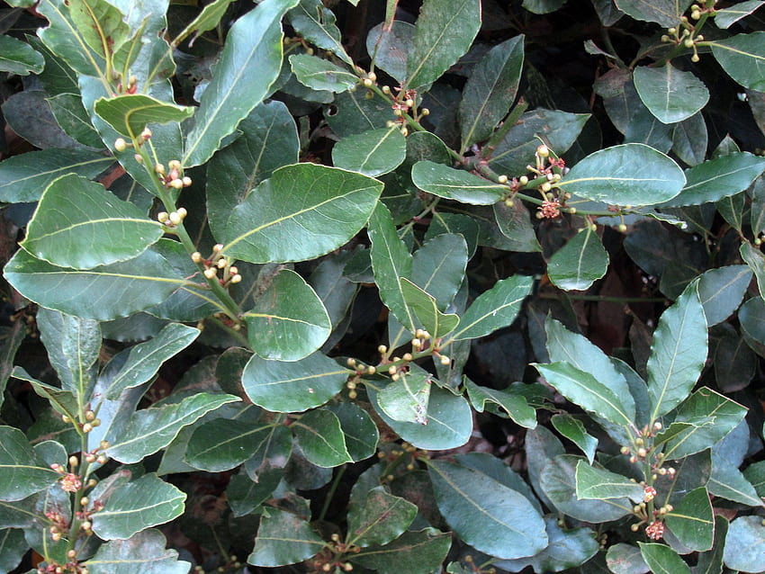 You can grow your own bay laurel, and now's a great time to plant one, laurel bush HD wallpaper